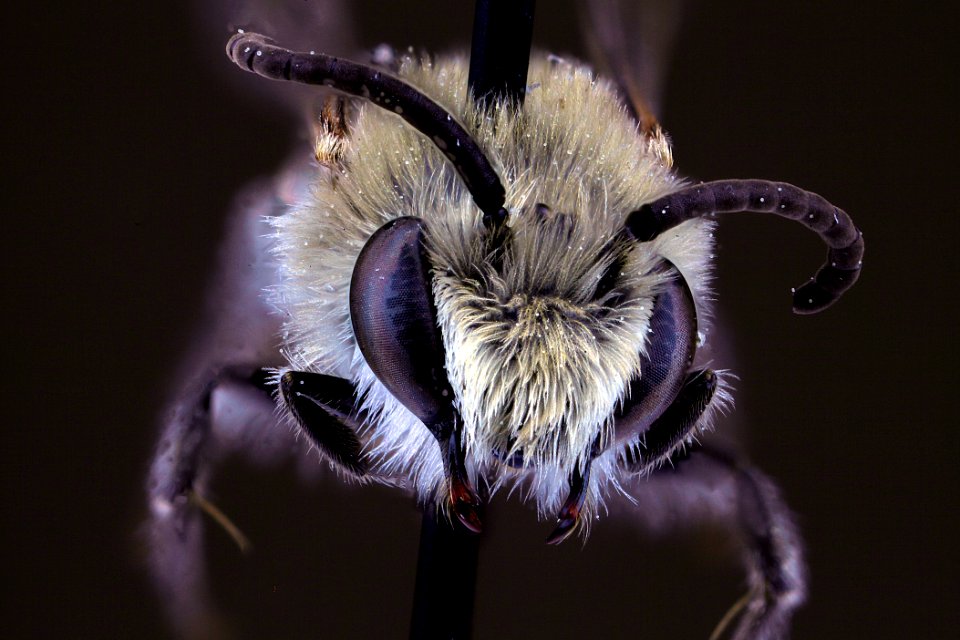 Colletes speculiferus, male, face clean