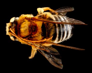 Melissodes communis, male, back 2012-07-02-17.00.42 ZS PMax