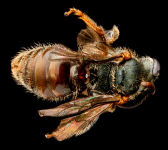 Lasioglossum surianae, M, back, Florida, Miami-Dade County 2013-03-26-14.44.01 ZS PMax photo