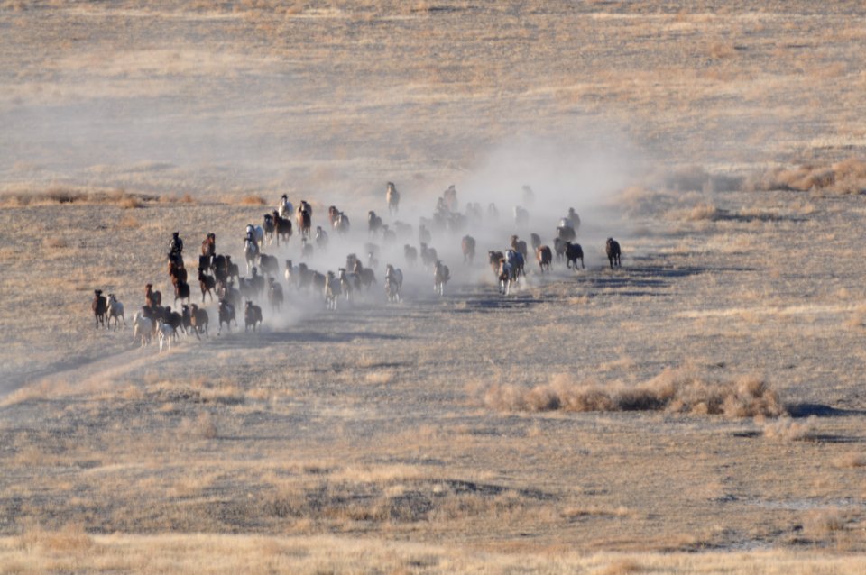 Cedar Mtn HMA Wild Horse Gather 02/24/12