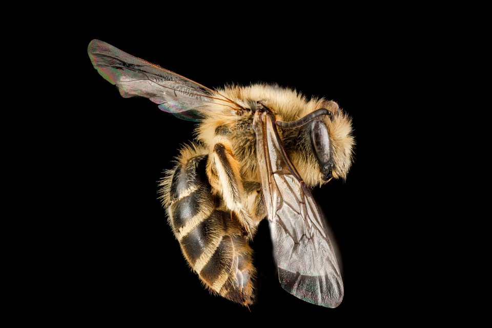 Colletes inaequalis, female, side 2012-08-10-16 photo