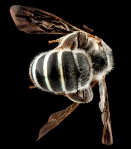 Nomia universitatis, M, back2, South Dakota, Jackson County 2012-11-28-14.29.01 ZS PMax
