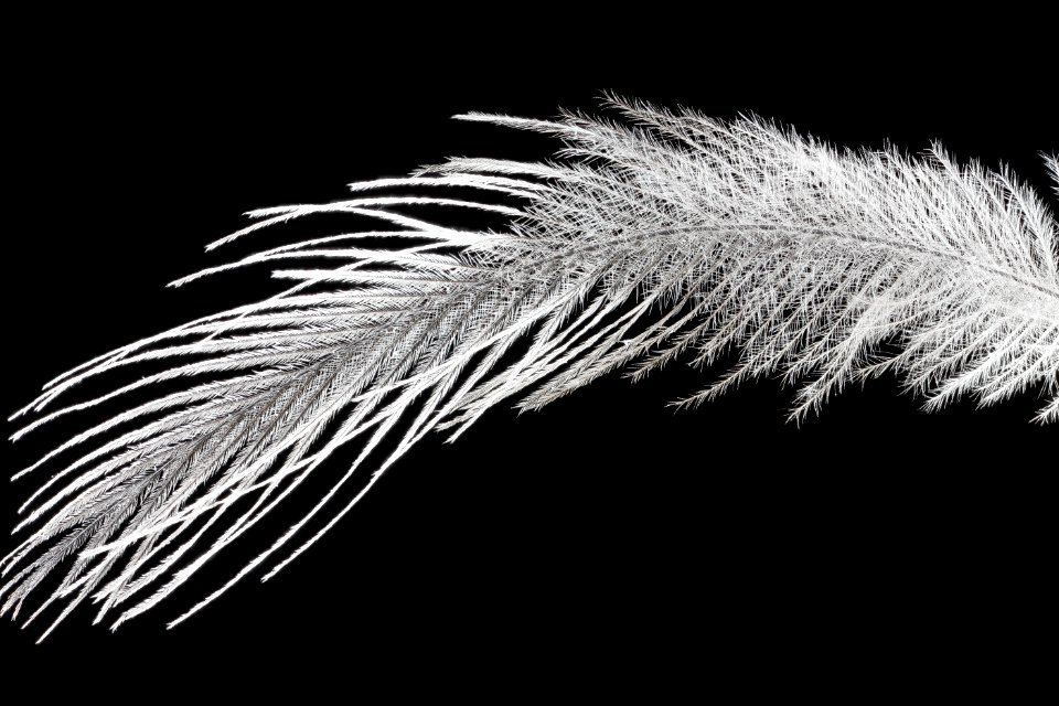 Whooping Crane Feather 2012-09-25-16.33.16 ZS PMax