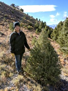 Tree Cutting in the West Desert District