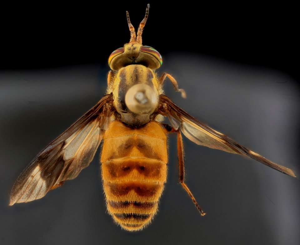 Tabanidae, U, Back, MD, Bowie 2013-06-26-17.27.46 ZS PMax