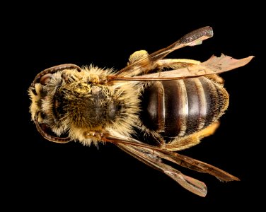 Andrena helianthi, back, Hartville, OH 2018-05-16-16.46