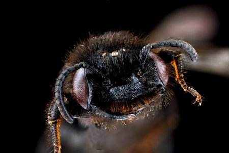 Dufourea maura, male, face clean