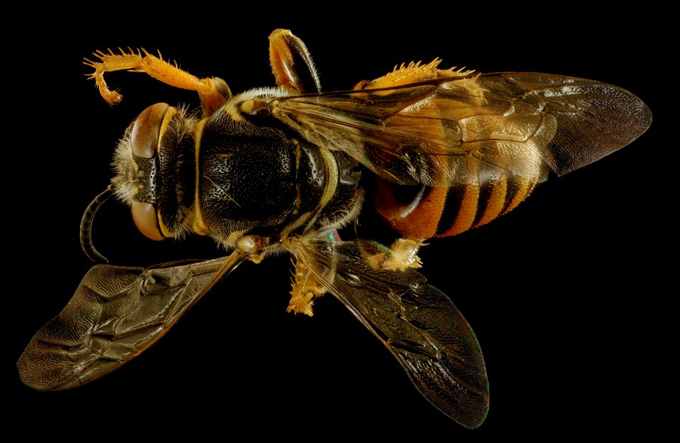 African wasp, f, back, Kruger National Park, South Africa Mpumalanga 2018-08-10-10.59.37 ZS PMax UDR