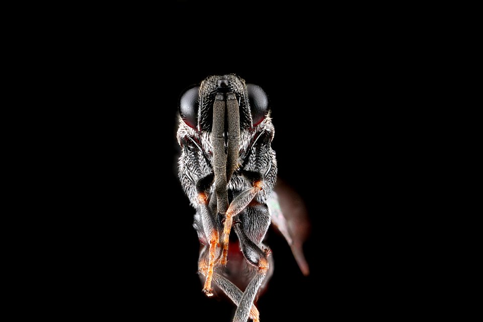 Haltichellinae,-face 2012-07-30-18.10.44-ZS-PMax