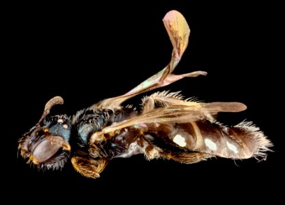 Perdita sexmaculata, side 2012-07-31-19.46.06 ZS PMax