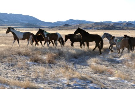 Onaqui Wild Horse Gather 02/20/12