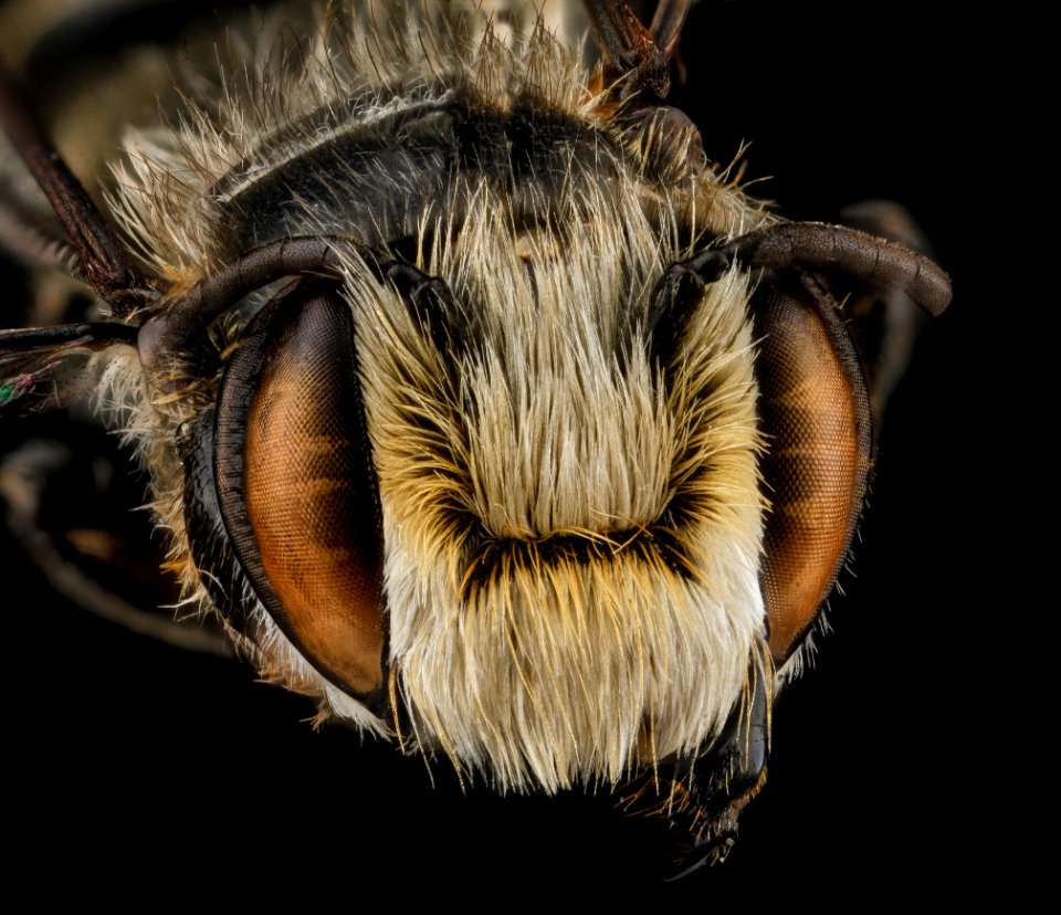 Megachile deceptrix, Male, Face, Dominican Republic La Alta South of Bahahibe 2012-10-23-09.25.27 ZS PMax
