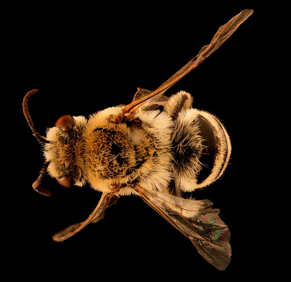 Colletes phaceliae, m, back, Pennington Co., SD 2018-06-25-15.34.17 ZS PMax UDR