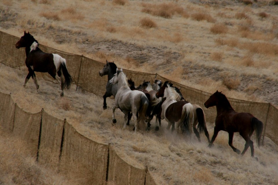 Cedar Mtn Wild Horse Gather 02/27/12