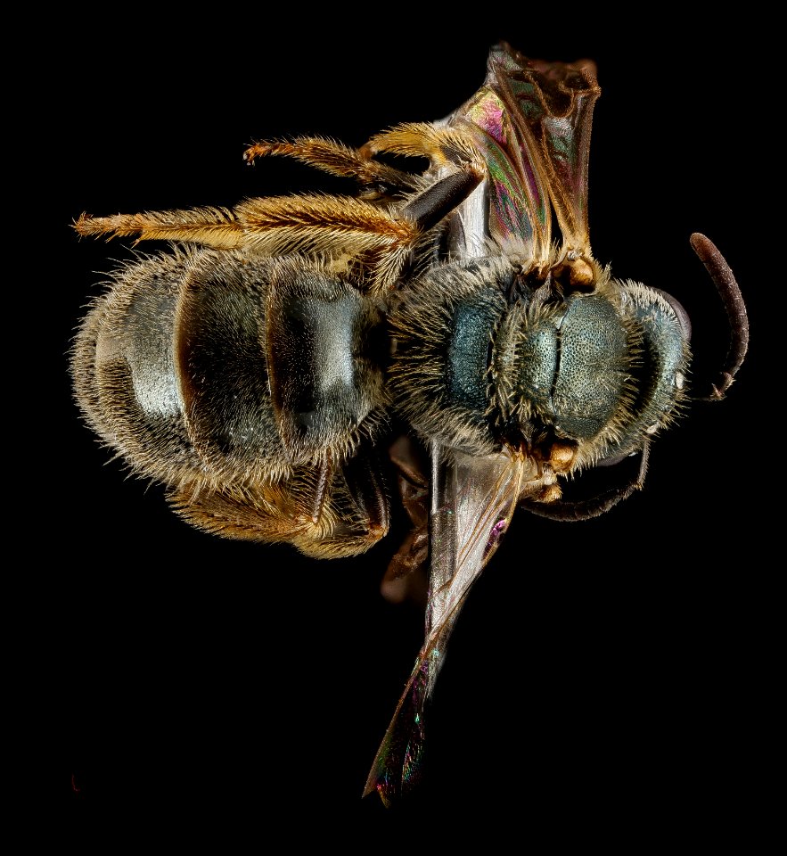 Lasioglossum floridanum, F, back, Georgia, Camden County 2013-02-22-18.24.45 ZS PMax