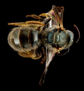 Lasioglossum floridanum, F, back, Georgia, Camden County 2013-02-22-18.24.45 ZS PMax
