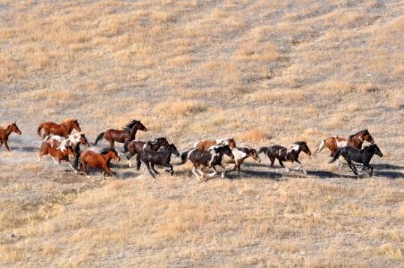 Cedar Mtn Wild Horse Gather 02/26/12