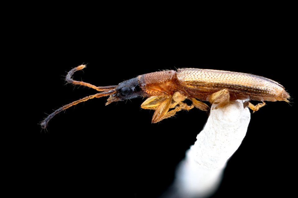 long beetle, back, Beltsville Airport 2020-11-02-18.04.04 ZS PMax UDR