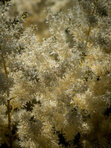Sommarblomster