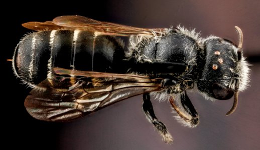 Hoplitis simplex, F, back, Prince George's County, MD 2012-11-08-09.31.58 ZS PMax