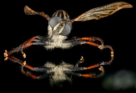 Robberfly, U, face, MA, Cape Cod 2013-01-30-15.00.05 ZS PMax photo