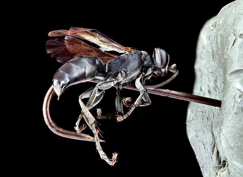 Larrini side 2012-08-03-18.12.52 ZS PMax