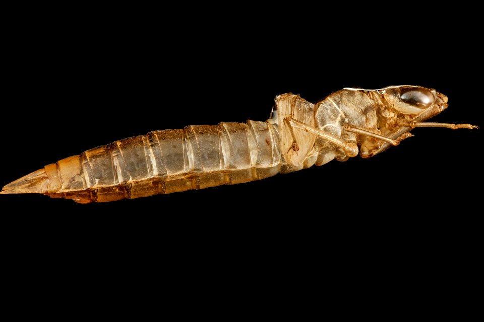 Anax junius, side, P.G. County 2013-01-17-19.04.06 ZS PMax