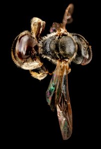 Lasioglossum oenotherae, F, back1, Virginia, Page County 2012-12-13-14.37.53 ZS PMax