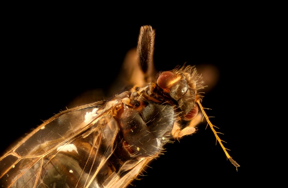 Baeoalitriozus diospyri, Persimmon psillid, AA COUNTY md,face 10x 2018-06-01-15.43.06 ZS PMax UDR