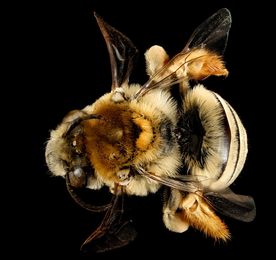 Eucera aragalli, f, back, South Dakota, Pennington Co 2016-01-08-11.12