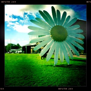 That's one large daisy