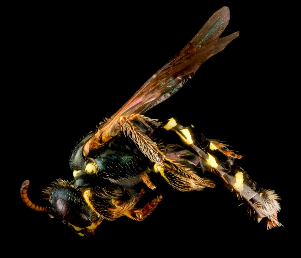 Perdita octomaculata, F, side, Maryland, Anne Arundel Co 2013-04-10-14.14.31 ZS PMax
