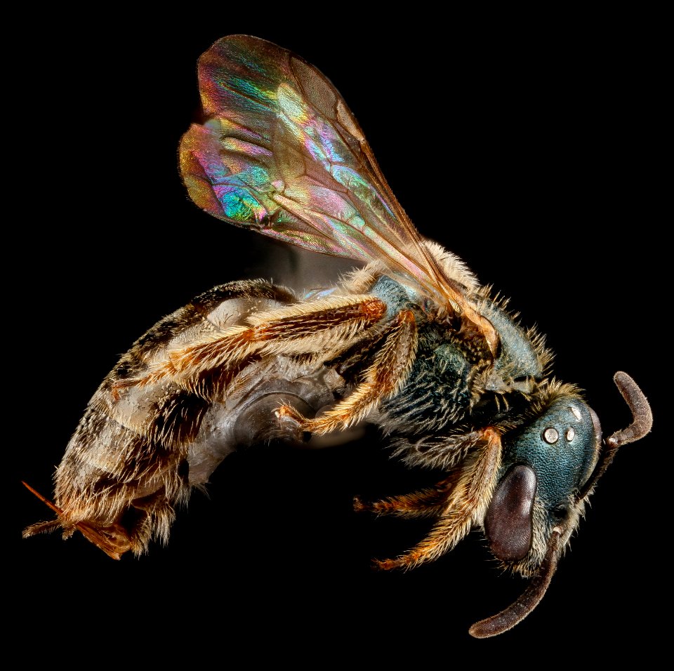 Lasioglossum creberrimum, U, side, Texas 2012-10-25-15.01.17 ZS PMax