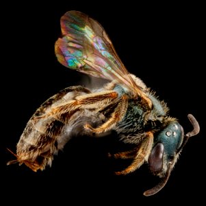 Lasioglossum creberrimum, U, side, Texas 2012-10-25-15.01.17 ZS PMax