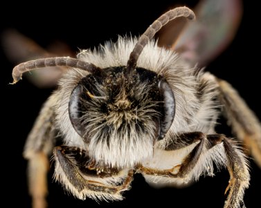 Andrena frigida, male, face 2012-08-02-18.29.27 ZS PMax photo