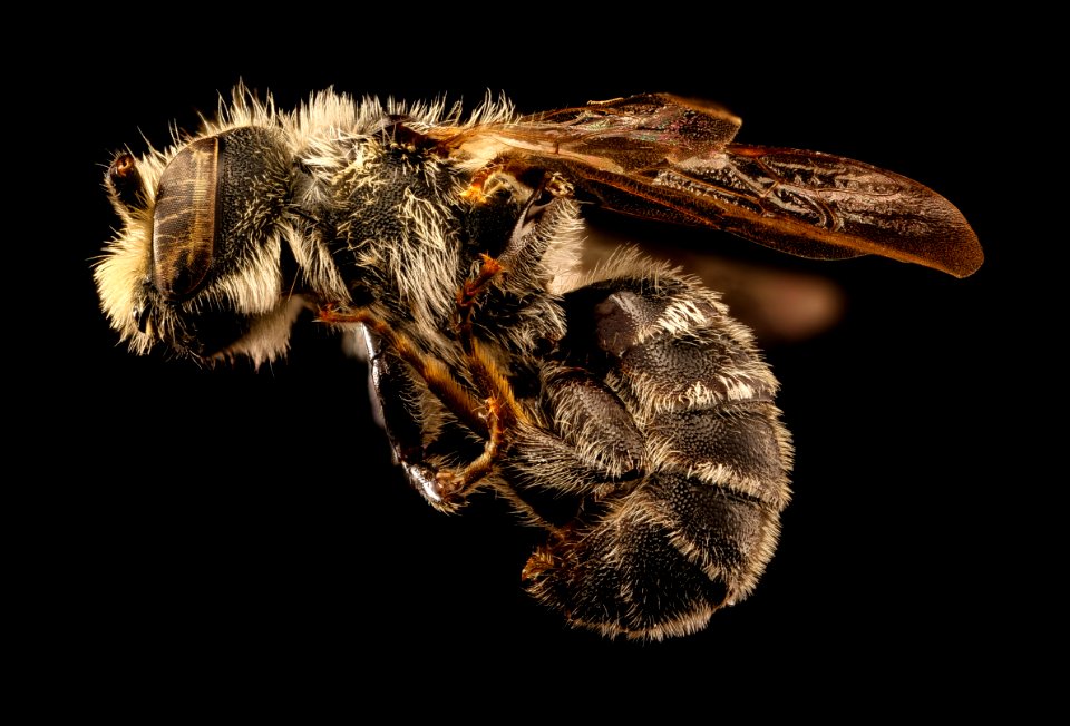 Hoplitis truncata, m, left side, Prince George's Co., MD 2017-03-27-12.14