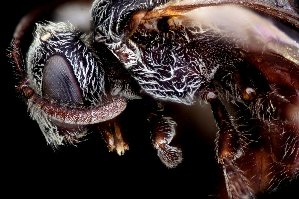Lasioglossum izawsum, f, dyke marsh vaside 2021-02-16-14.36.47 ZS PMax UDR