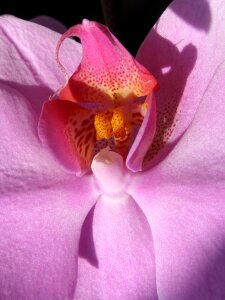 Blooming the petals plant photo