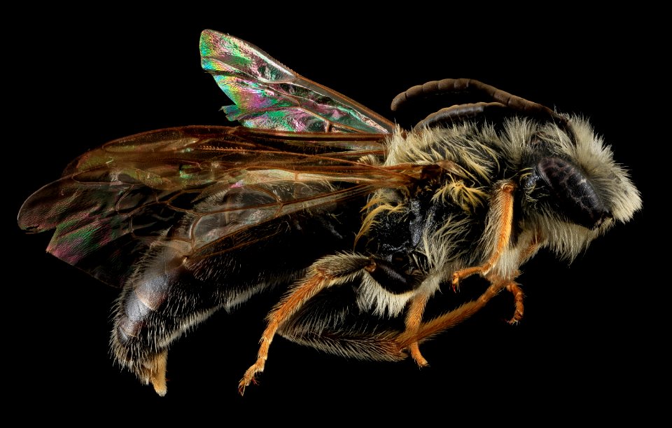 Andrena confederata, M, Side, MD, Calvert Co 2013-08-01-15.12.06 ZS PMax