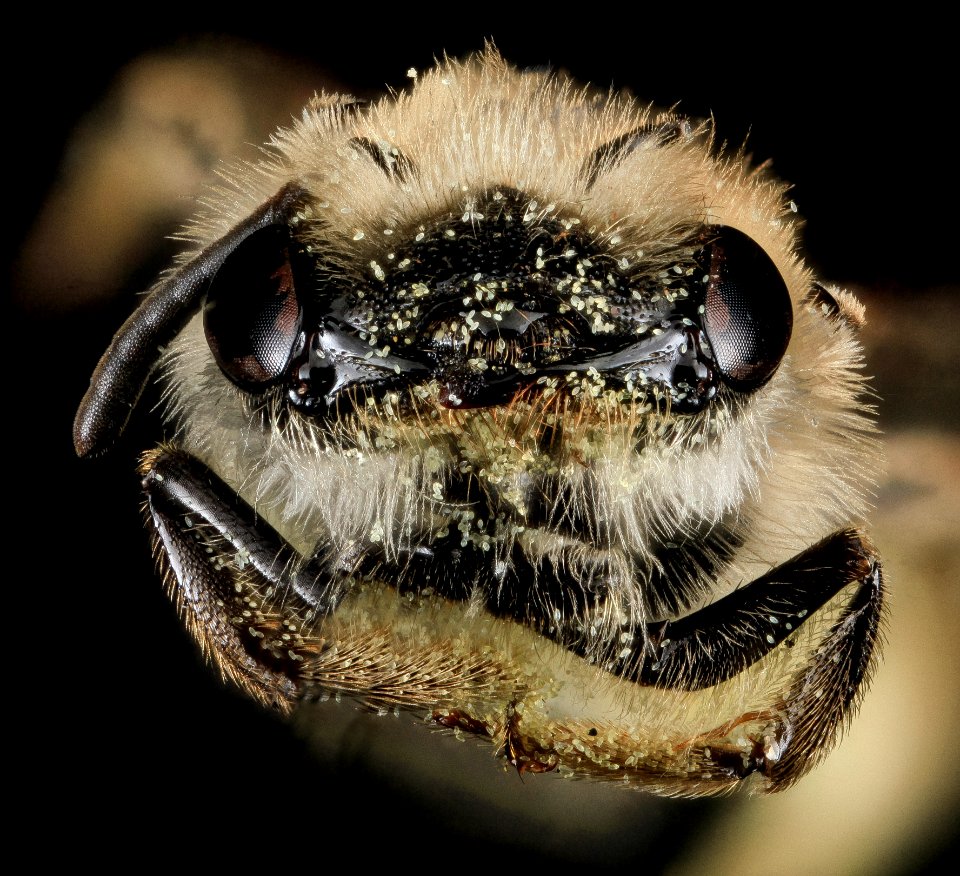 Andrena fenningeri, F, Face 2, Bowie, Maryland 2013-06-12-15.16.59 ZS PMax