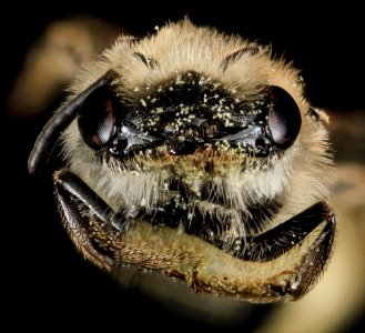 Andrena fenningeri, F, Face 2, Bowie, Maryland 2013-06-12-15.16.59 ZS PMax