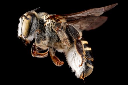 Megachile-townsendiana,-female,-side 2012-07-30-17.50.01-ZS-PMax