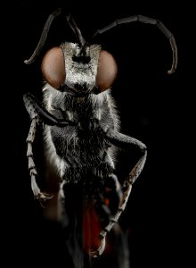 Prionyx thomae, M, face, Guantanamo Bay, Cuba 2012-11-13-11.14.17 ZS PMax