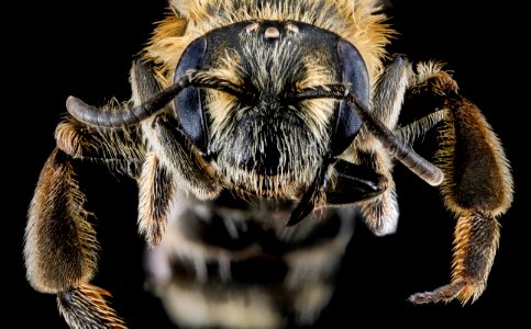 Andrena nasonii, F, face, New York, Kings County 2013-02-07-14.10.38 ZS PMax