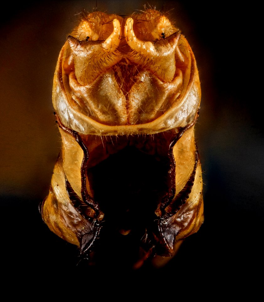 Dragonfly, U, genitalia back 2013-01-11-13.56.40 ZS PMax
