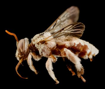 Tarsalia persica, m, iran, side 2014-08-14-14.51.52 ZS PMax photo