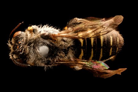 Calliopsis edwardsii, back, Broward co, Florida 2017-08-03-11.10