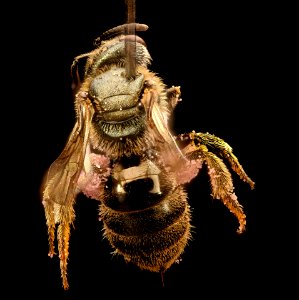 Lasioglossum versatum, f, back, Centre Co., PA 2017-04-07-18.10