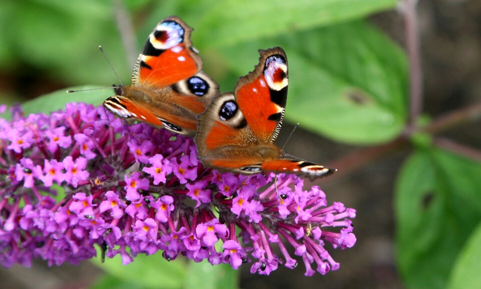 Påfågelsöga butterfly bush syrenbuddleja