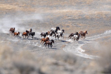 Cedar Mtn Wild Horse Gather 02/26/12